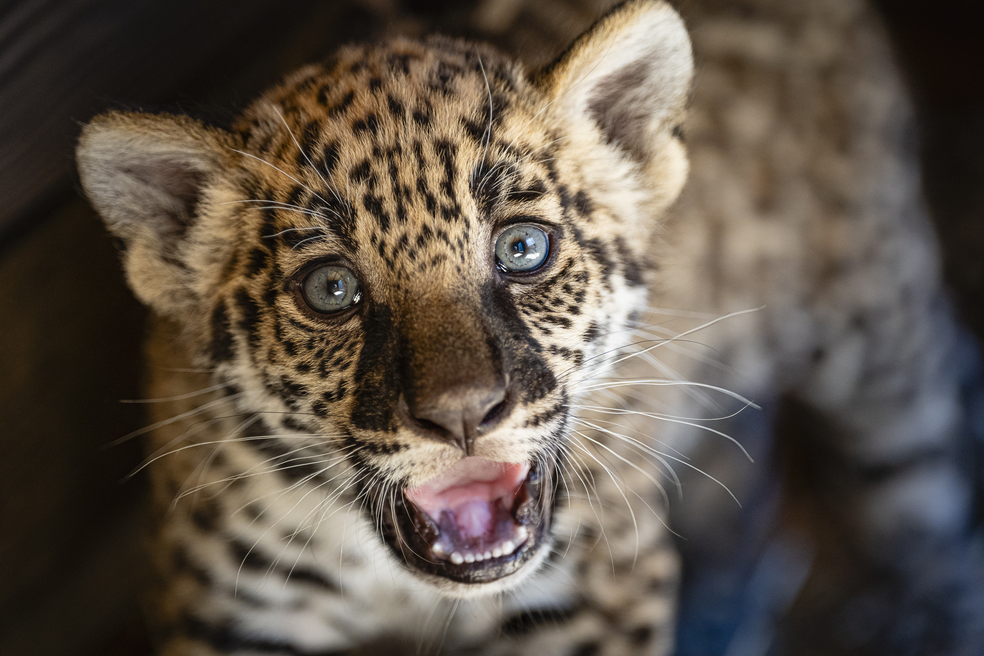 Les b&eacute;b&eacute;s Jaguars ont &eacute;t&eacute; nomm&eacute;s par vous !